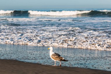 Arka plan dalgalar çökmesini ile kıyı Güney Kaliforniya'da adlı bir plajda Batı martısı (Larus occidentalis).