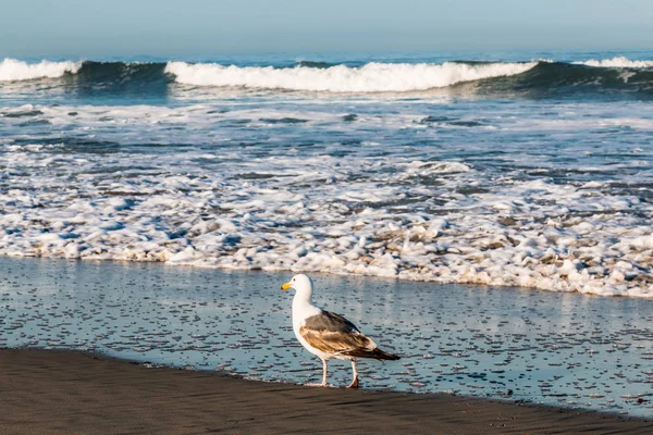 Una Gaviota Occidental Larus Occidentalis Una Playa Costa Sur California — Foto de Stock