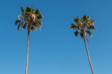 İki Washingtonia robusta palmiye ağaçlarında Güney Kaliforniya tepesinde.