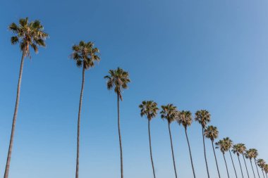 Washingtonia robusta palmiye ağaçları Güney Kaliforniya'da bir dizi.
