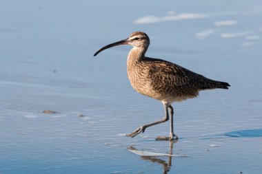 Kış sezonu için San Diego, Kaliforniya'da bir plajda bir Willet (Tringa semipalmata) yan görünüm.