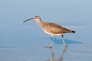 San Diego, Kaliforniya'da bir plajda kış sezonu boyunca yürüyüş bir Willet (Tringa semipalmata).