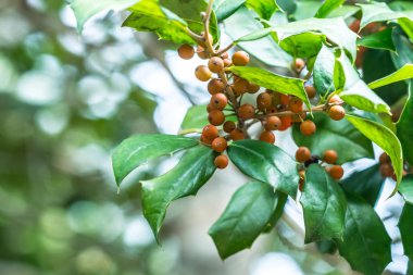 Ağaç dalında olgunlaşan kutsal meyveler.