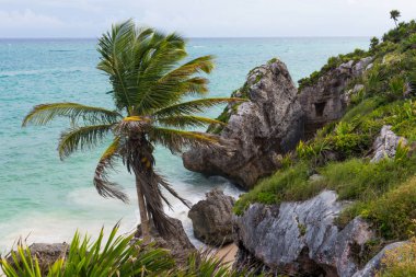 Meksika, Tulum sahilinde palmiye ağacı ve kaya parçaları..