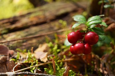 çilek kızılcık dal.