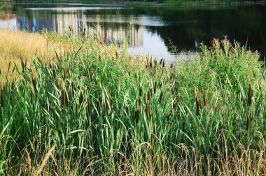 Geniş yapraklı cattail (Typha latifolia) gölet kıyısında