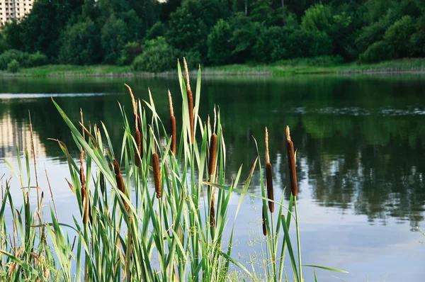 Geniş yapraklı cattail (Typha latifolia) 