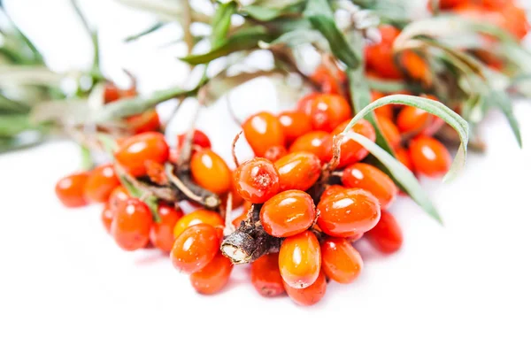 Ripe sea-buckthorn berries on branches with leaves — Stock Photo, Image