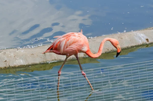 Рожевий фламінго в зоопарку — стокове фото