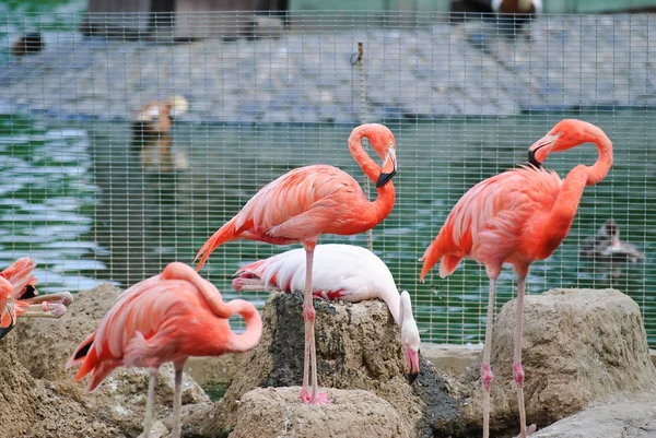 Hayvanat bahçesinde pembe flamingolar — Stok fotoğraf