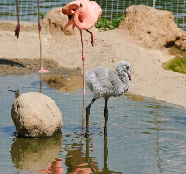 Hayvanat bahçesinde pembe flamingolar — Stok fotoğraf