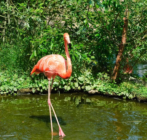 Ροζ φλαμίνγκο στο ζωολογικό κήπο — Φωτογραφία Αρχείου