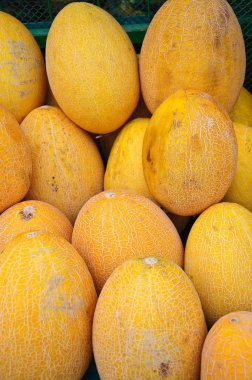 Kavun (Cucumis melo)