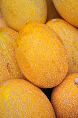 Kavun (Cucumis melo)