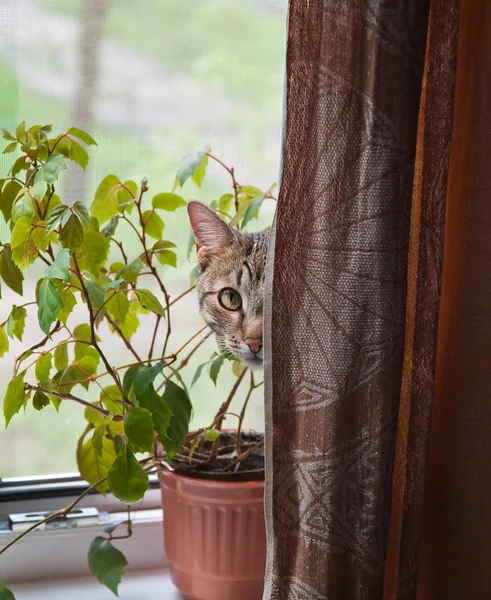 Canny cat in ambush — Stock Photo, Image