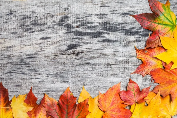 Autumn klonowe listowie rozproszone na płycie drewniane — Zdjęcie stockowe