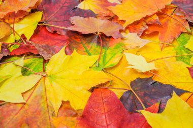 Bir yığın renkli sonbahar akçaağaç yaprakları
