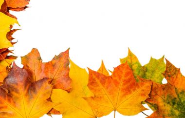 Bir saçılma güzel düşmüş akçaağaç yaprakları. Tasarım için temel