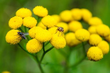 Pire otu vulgare veya tansies ve sinekler