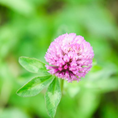 Kırmızı yonca (yonca pratense)