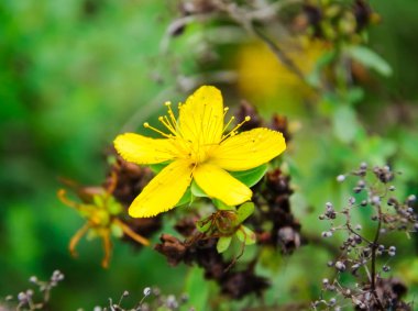 St John's wort veya tutsan çiçek