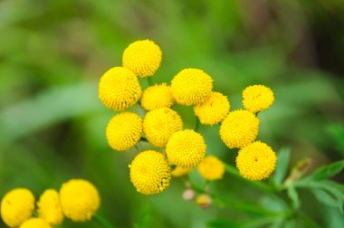 Pire otu vulgare veya tansies