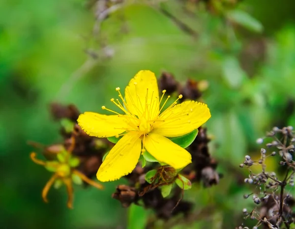 St John's wort veya tutsan çiçek — Stok fotoğraf