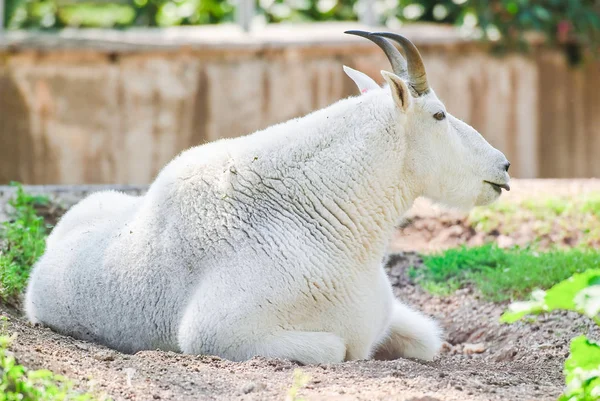 Rocky Mountain goat. Male — Stock Photo, Image