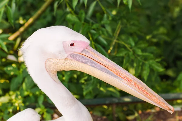 Der Weiße Pelikan (Pelecanus onocrotalus)) — Stockfoto