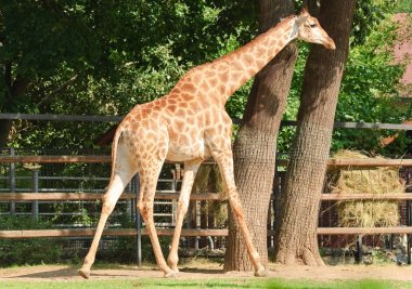 Afrika üç boynuzlu zürafa. Erkek