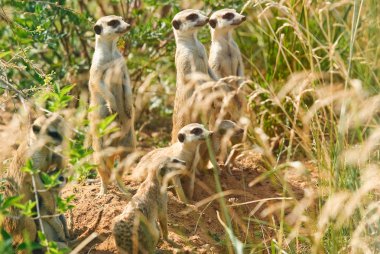 Meerkates veya suricates 
