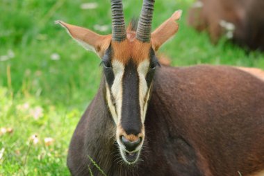 Samur antilop ya da Nijer inek