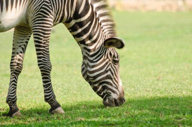 Grevy'nın zebra ya da imparatorluk zebra. Yakın çekim