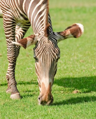 Grevy'nın zebra ya da imparatorluk zebra. Yakın çekim