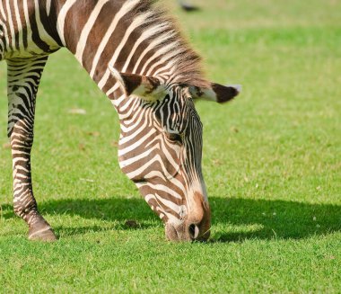 Grevy'nın zebra ya da imparatorluk zebra (Equus grevyi)