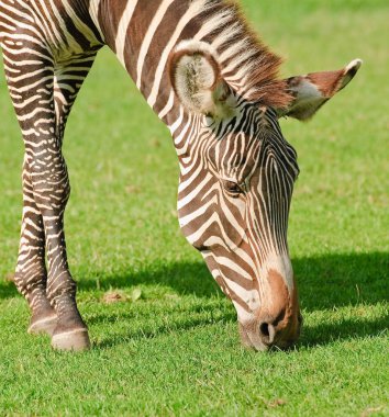 Grevy'nın zebra ya da imparatorluk zebra. Yakın çekim