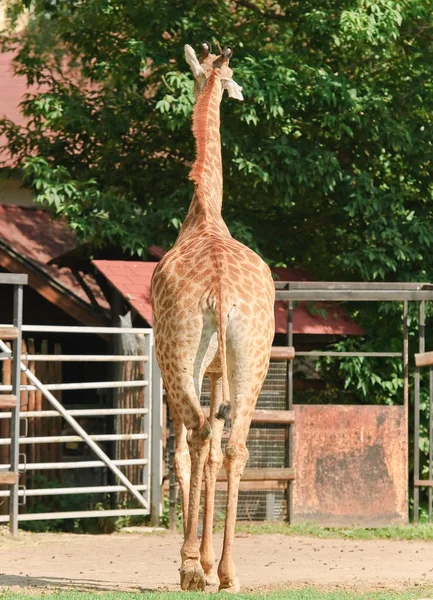 Girafa africana de três chifres. Mulher. Vista traseira — Fotografia de Stock