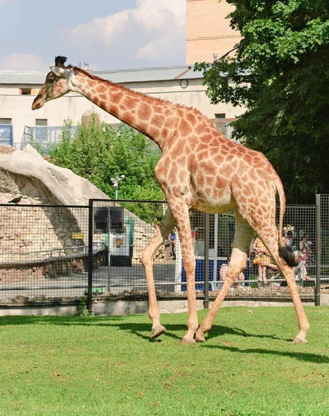 Girafa africana de três chifres. Feminino — Fotografia de Stock