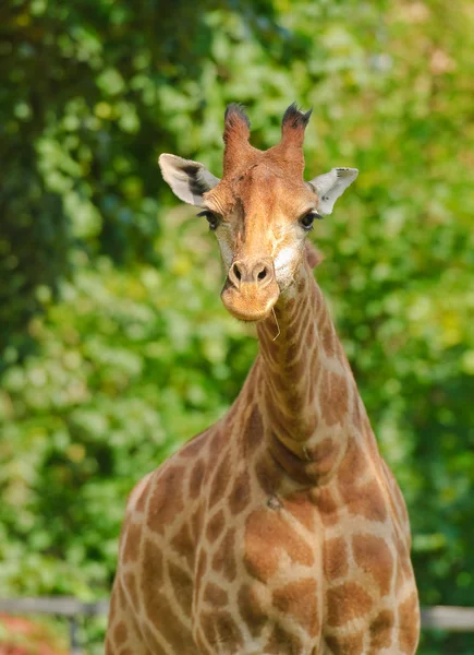 Africká rohatá tři žirafa. Žena. Detail — Stock fotografie