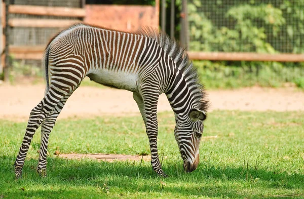 Zebra Grévyho nebo imperiální zebra — Stock fotografie