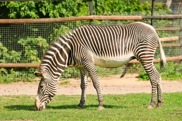 Grevy's zebra eller imperial zebra — Stockfoto