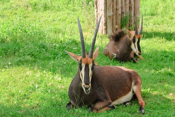 O antílope de zibelina ou vaca negra — Fotografia de Stock