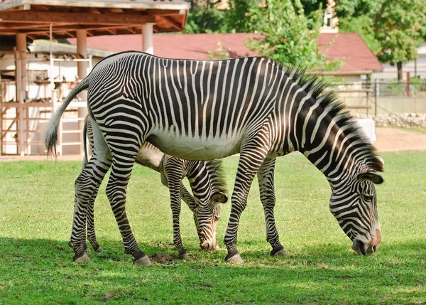 Zebra Grévyho nebo imperiální zebra s hříbě — Stock fotografie