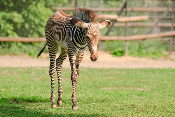 Zebra de Grevy ou potro de zebra imperial — Fotografia de Stock