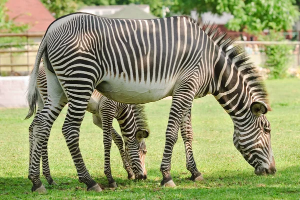 Zebra de Grevy ou zebra imperial com potro — Fotografia de Stock