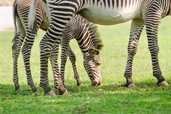 Zebra Grevy'ego lub cesarskiej zebra z źrebię — Zdjęcie stockowe