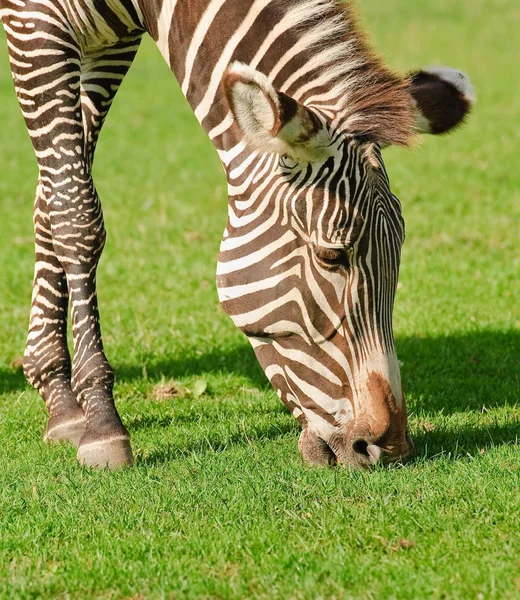 A zebra do Grevy ou a zebra imperial. Close-up — Fotografia de Stock