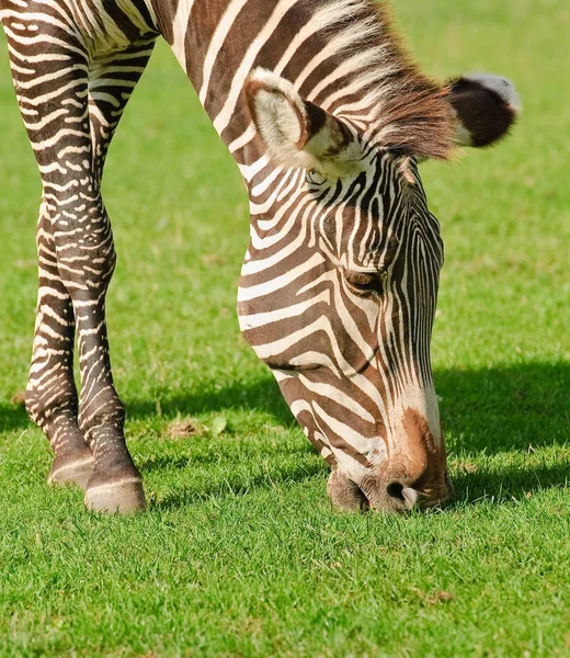 Cebra de Grevy o cebra imperial. Primer plano —  Fotos de Stock