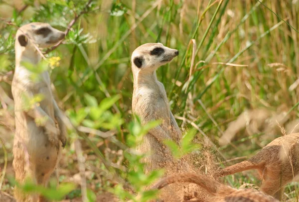 O meerkat ou suricado — Fotografia de Stock