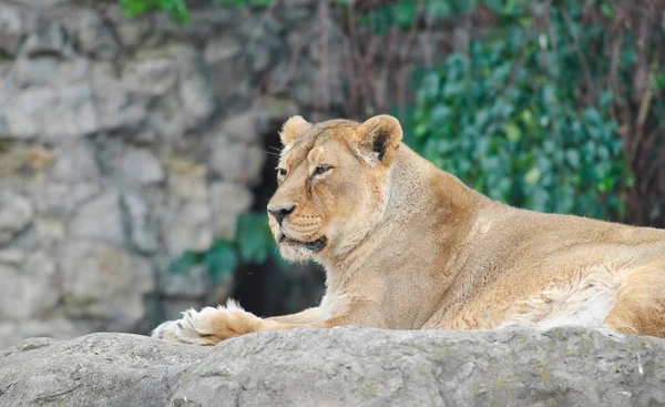 Asiatic lioness (Panthera leo persica) — Stock Photo, Image